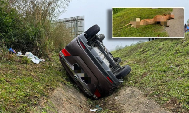 Wanita maut kereta terbabas elak bangkai lembu